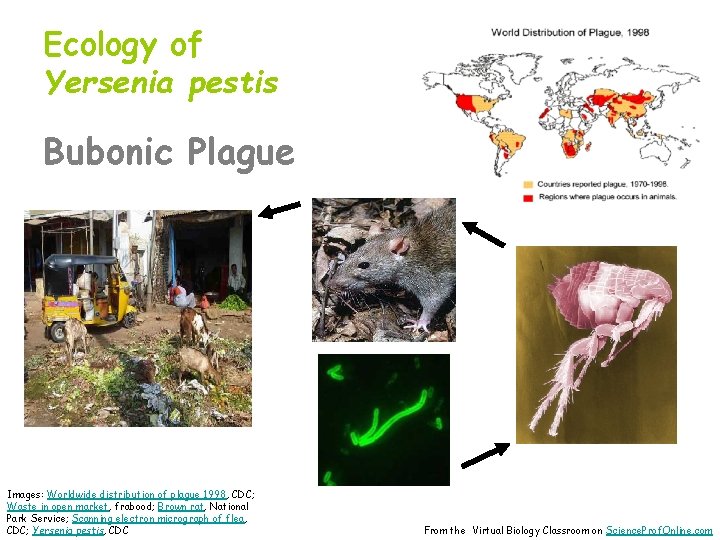 Ecology of Yersenia pestis Bubonic Plague Images: Worldwide distribution of plague 1998, CDC; Waste