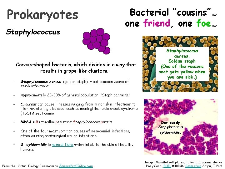 Prokaryotes Staphylococcus Bacterial “cousins”… one friend, one foe… Coccus-shaped bacteria, which divides in a
