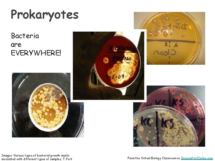 Prokaryotes Bacteria are EVERYWHERE! Images: Various types of bacterial growth media inoculated with different