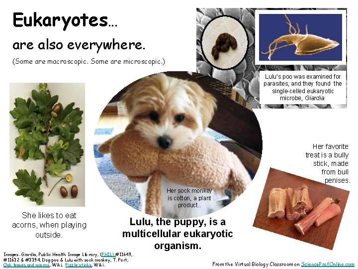 Eukaryotes… are also everywhere. (Some are macroscopic. Some are microscopic. ) Lulu’s poo was