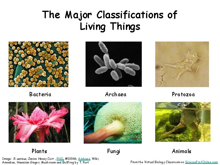 The Major Classifications of Living Things Bacteria Plants Image: S. aureus, Janice Haney Carr