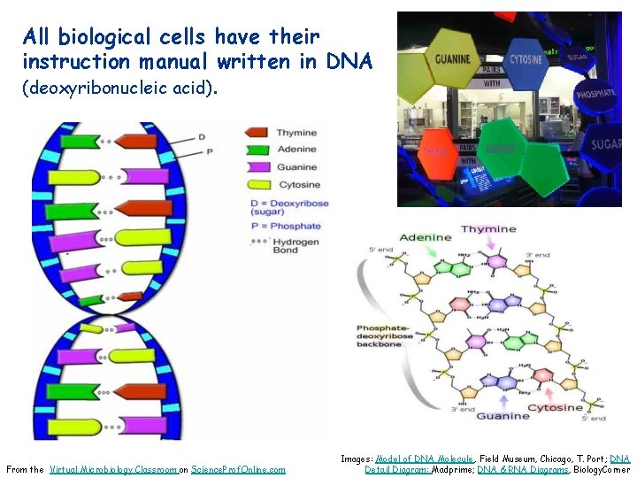 All biological cells have their instruction manual written in DNA (deoxyribonucleic acid). From the