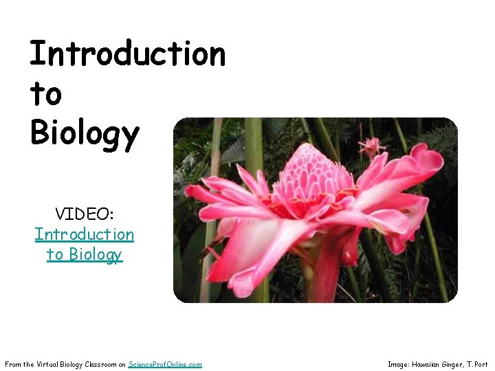 Introduction to Biology VIDEO: Introduction to Biology From the Virtual Biology Classroom on Science.