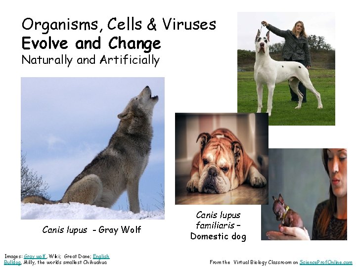 Organisms, Cells & Viruses Evolve and Change Naturally and Artificially Canis lupus - Gray
