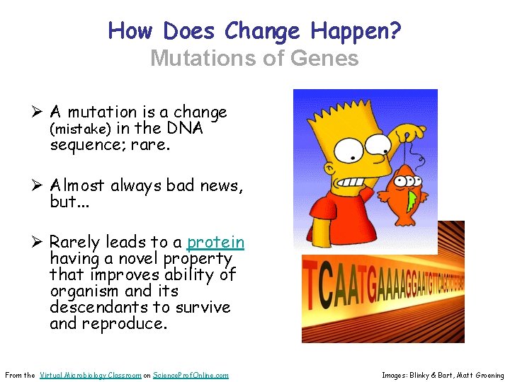 How Does Change Happen? Mutations of Genes Ø A mutation is a change (mistake)