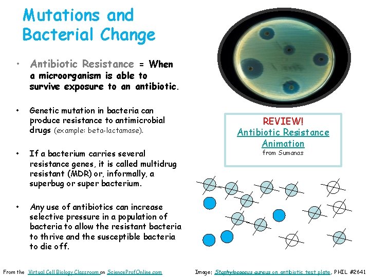 Mutations and Bacterial Change • Antibiotic Resistance = When a microorganism is able to