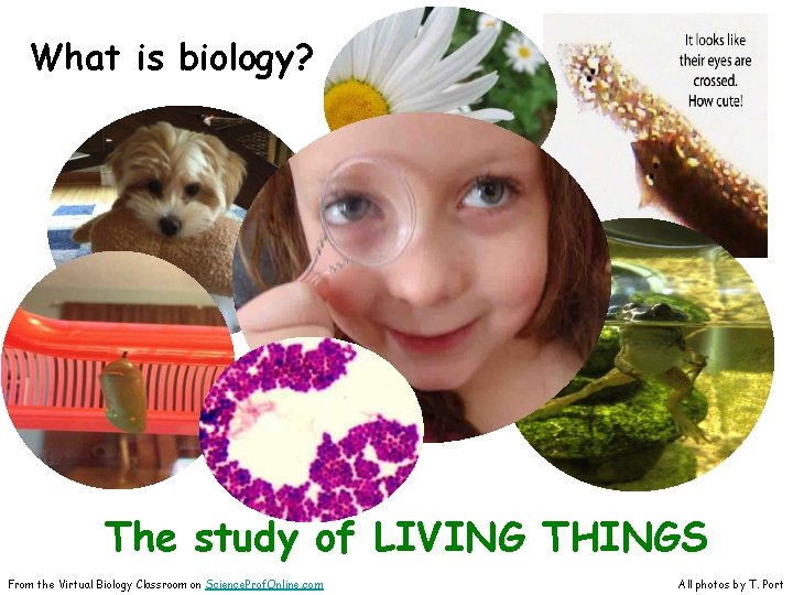 What is biology? The study of LIVING THINGS From the Virtual Biology Classroom on