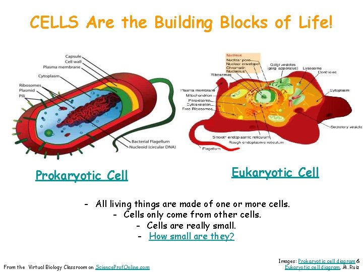 CELLS Are the Building Blocks of Life! Prokaryotic Cell Eukaryotic Cell - All living