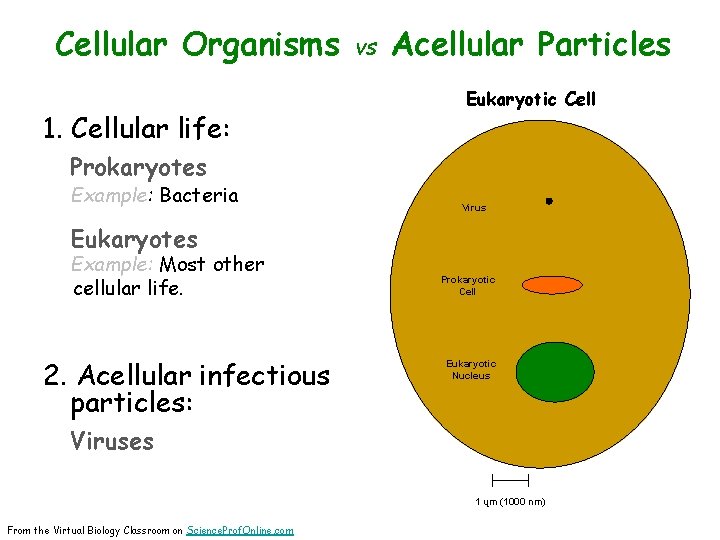 Cellular Organisms 1. Cellular life: vs Acellular Particles Eukaryotic Cell Prokaryotes Example: Bacteria Virus