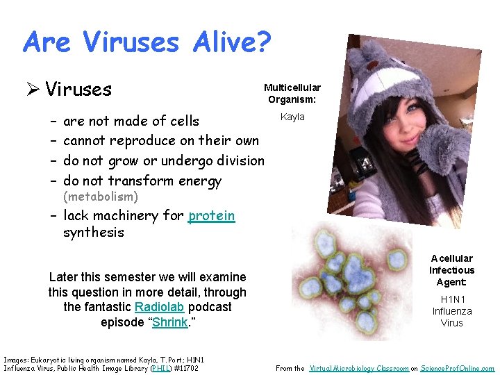 Are Viruses Alive? Ø Viruses – – Multicellular Organism: are not made of cells