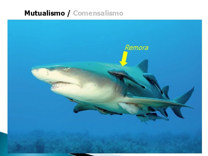 Mutualismo / Comensalismo Buphagus Remora 