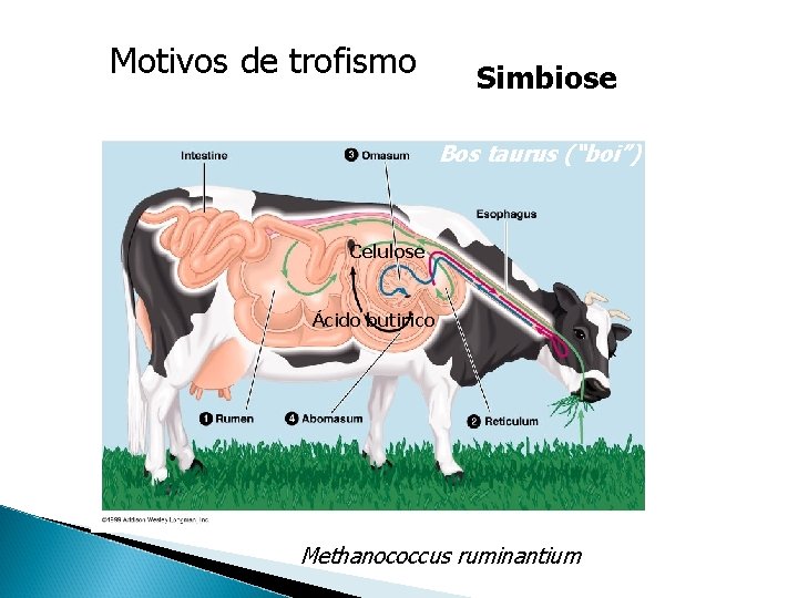 Motivos de trofismo Simbiose Bos taurus (“boi”) Celulose Ácido butirico Methanococcus ruminantium 