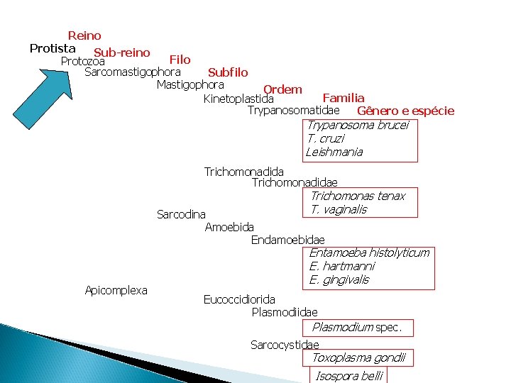 Taxonomia dos organismos da aula Reino Protista Sub-reino Filo Protozoa Sarcomastigophora Subfilo Mastigophora Ordem