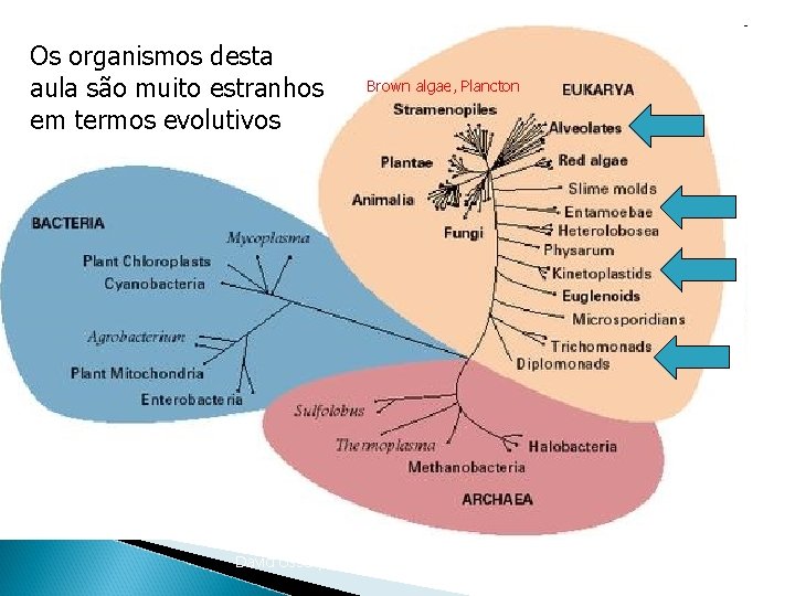 Os organismos desta aula são muito estranhos em termos evolutivos Brown algae, Plancton David