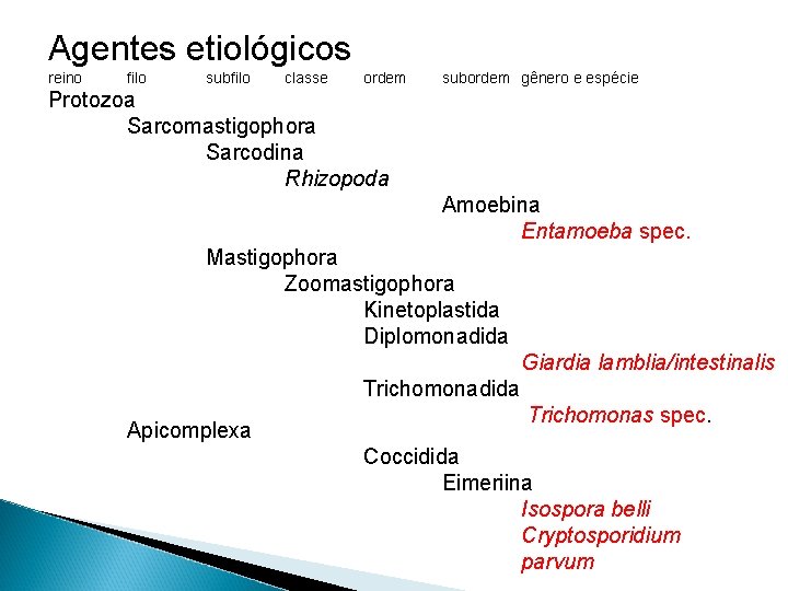 Agentes etiológicos reino filo subfilo classe ordem subordem gênero e espécie Protozoa Sarcomastigophora Sarcodina