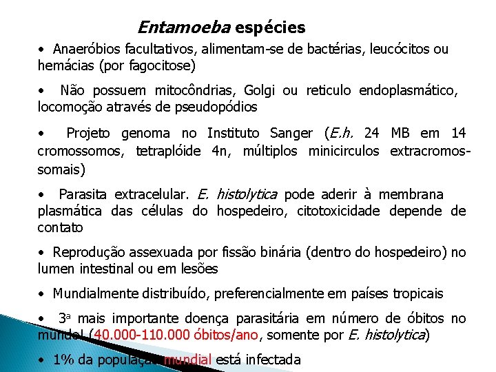 Entamoeba espécies • Anaeróbios facultativos, alimentam-se de bactérias, leucócitos ou hemácias (por fagocitose) •