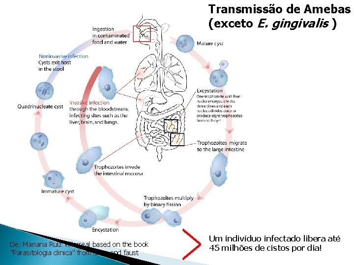 Transmissão de Amebas (exceto E. gingivalis ) De: Mariana Ruiz Villarreal based on the