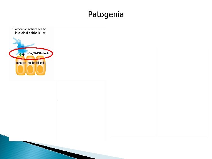 Patogenia 