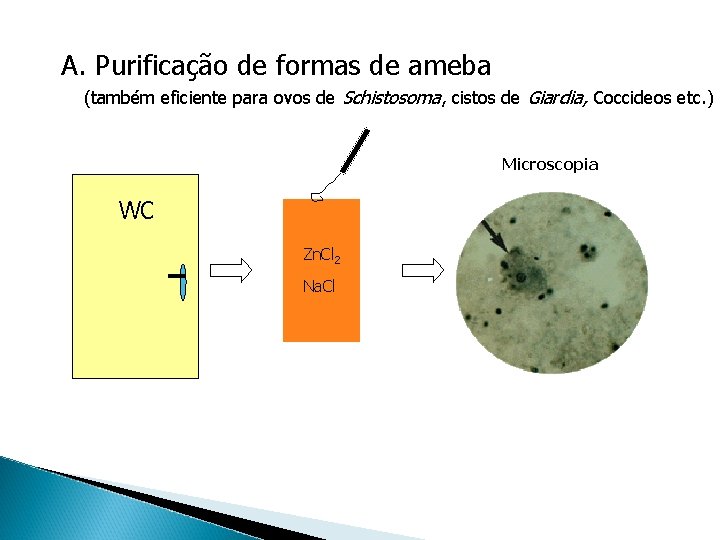 A. Purificação de formas de ameba (também eficiente para ovos de Schistosoma, cistos de
