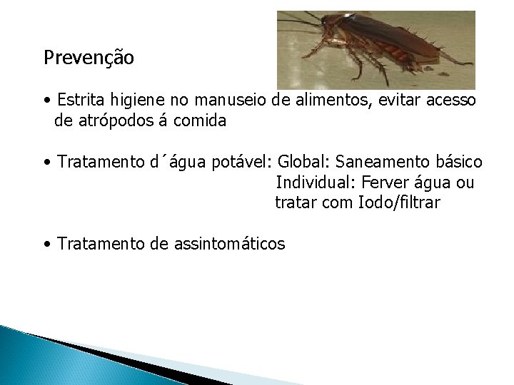 Prevenção • Estrita higiene no manuseio de alimentos, evitar acesso de atrópodos á comida