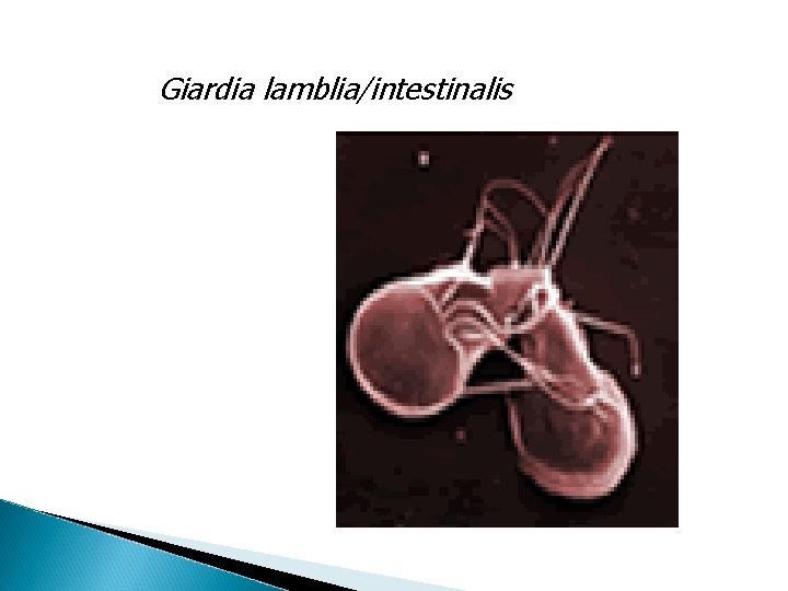 Giardia lamblia/intestinalis 