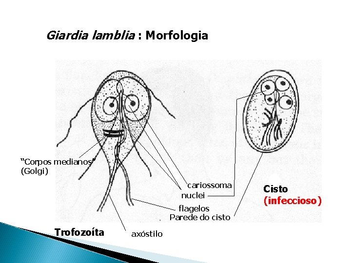 Giardia lamblia : Morfologia “Corpos medianos” (Golgi) cariossoma nuclei flagelos Parede do cisto Trofozoíta