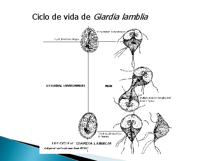 Ciclo de vida de Giardia lamblia 