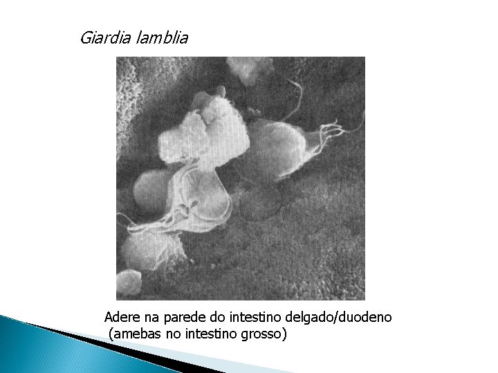 Giardia lamblia Adere na parede do intestino delgado/duodeno (amebas no intestino grosso) 