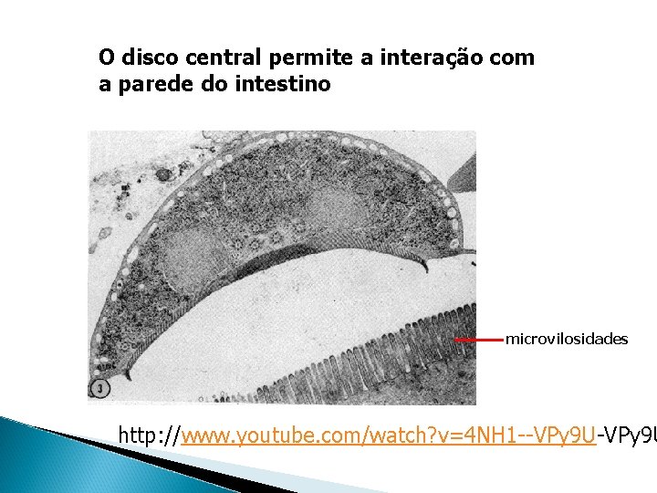 O disco central permite a interação com a parede do intestino microvilosidades http: //www.