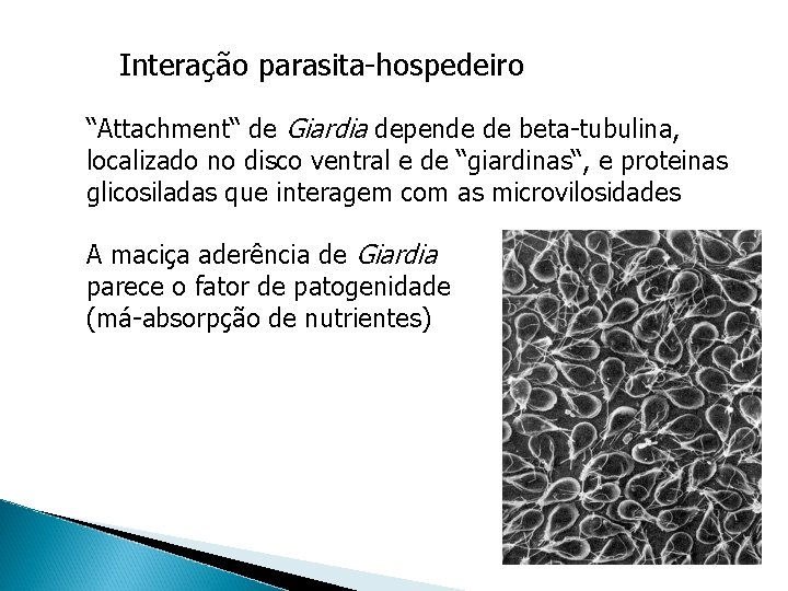 Interação parasita-hospedeiro “Attachment“ de Giardia depende de beta-tubulina, localizado no disco ventral e de