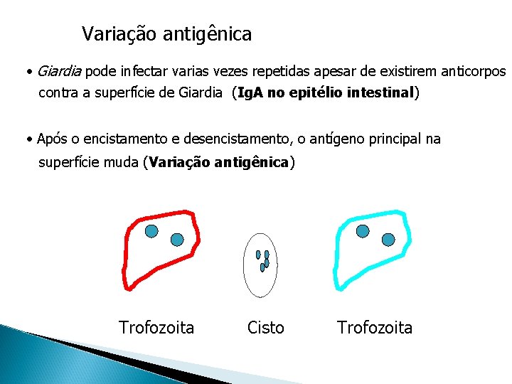 Variação antigênica • Giardia pode infectar varias vezes repetidas apesar de existirem anticorpos contra