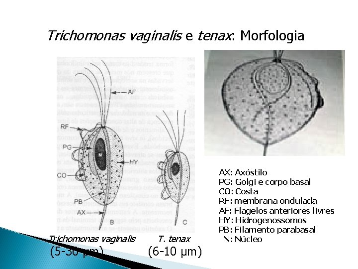 Trichomonas vaginalis e tenax: Morfologia Trichomonas vaginalis (5 -30 µm) T. tenax (6 -10