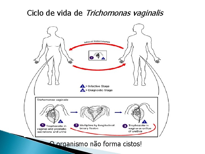 Ciclo de vida de Trichomonas vaginalis O organismo não forma cistos! 