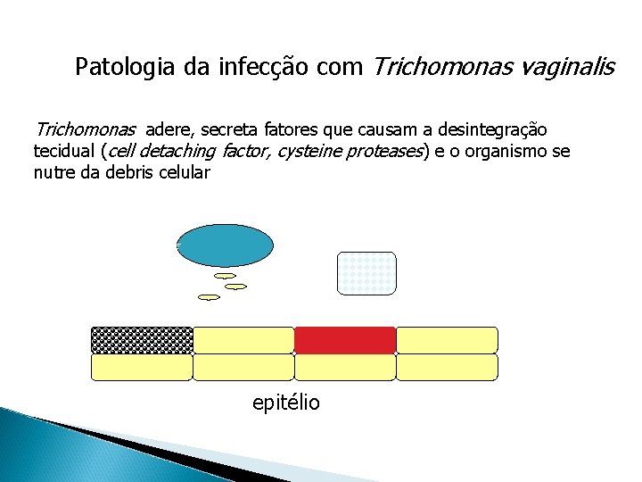 Patologia da infecção com Trichomonas vaginalis Trichomonas adere, secreta fatores que causam a desintegração