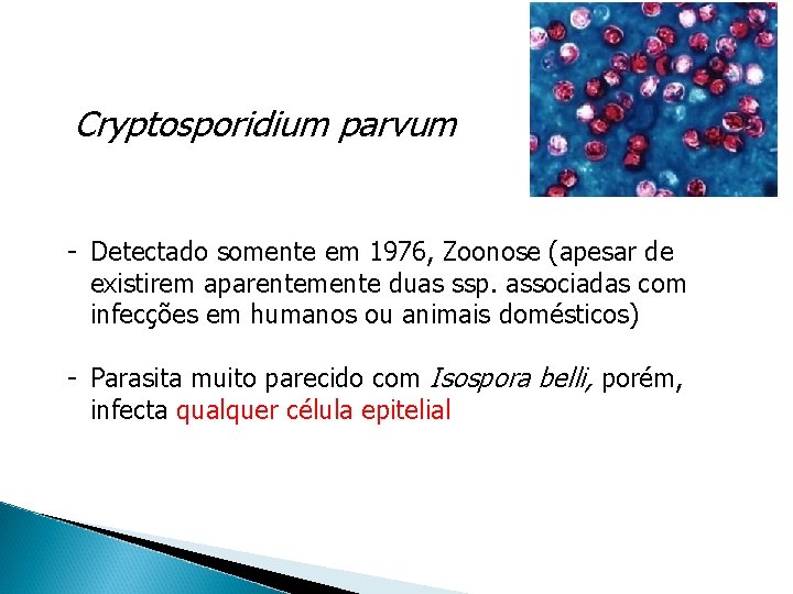 Cryptosporidium parvum - Detectado somente em 1976, Zoonose (apesar de existirem aparentemente duas ssp.