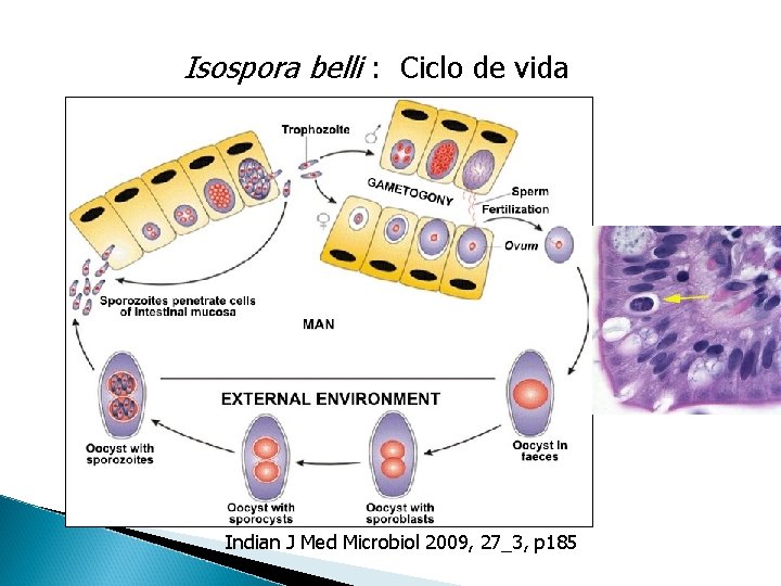 Isospora belli : Ciclo de vida Indian J Med Microbiol 2009, 27_3, p 185