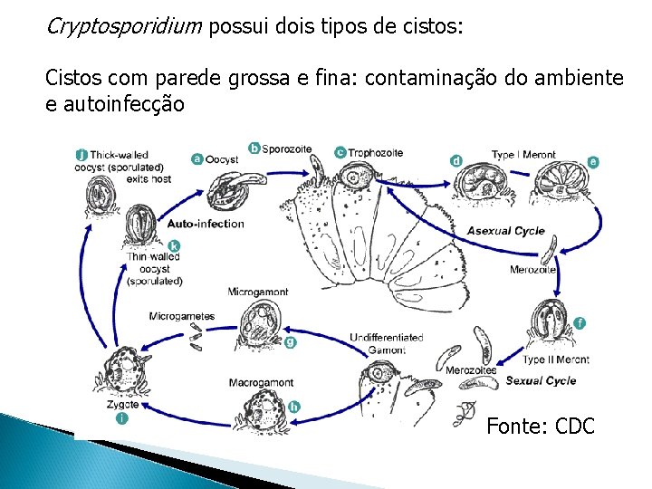 Cryptosporidium possui dois tipos de cistos: Cistos com parede grossa e fina: contaminação do