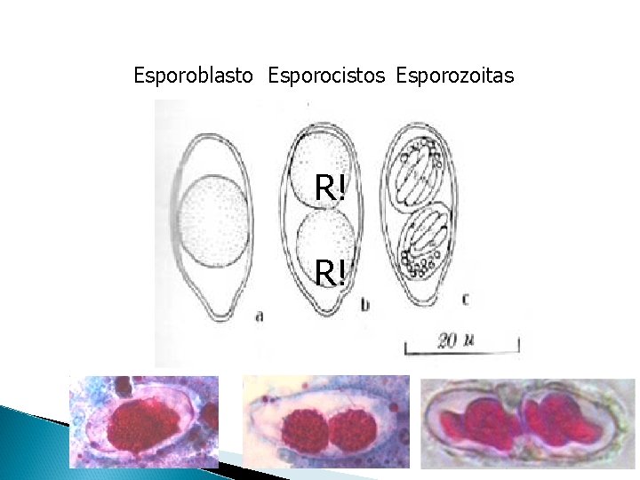 Esporoblasto Esporocistos Esporozoitas R! R! 