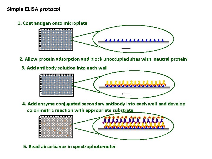 Simple ELISA protocol 1. Coat antigen onto microplate 2. Allow protein adsorption and block