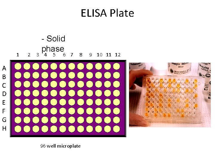 ELISA Plate 1 2 - Solid phase 3 4 5 6 7 8 A