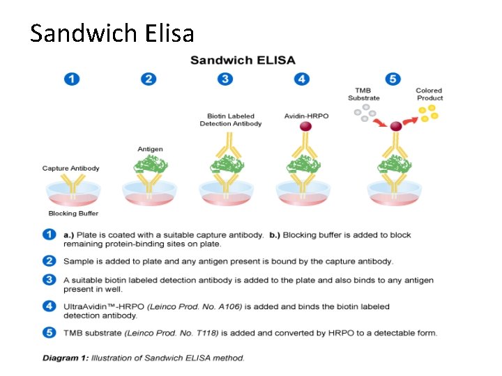 Sandwich Elisa 