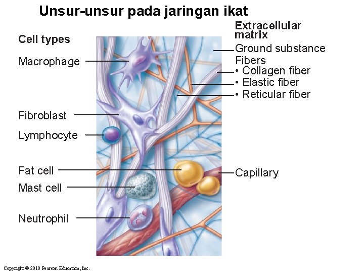 Unsur-unsur pada jaringan ikat Cell types Macrophage Extracellular matrix Ground substance Fibers • Collagen