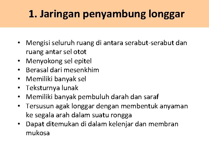 1. Jaringan penyambung longgar • Mengisi seluruh ruang di antara serabut-serabut dan ruang antar
