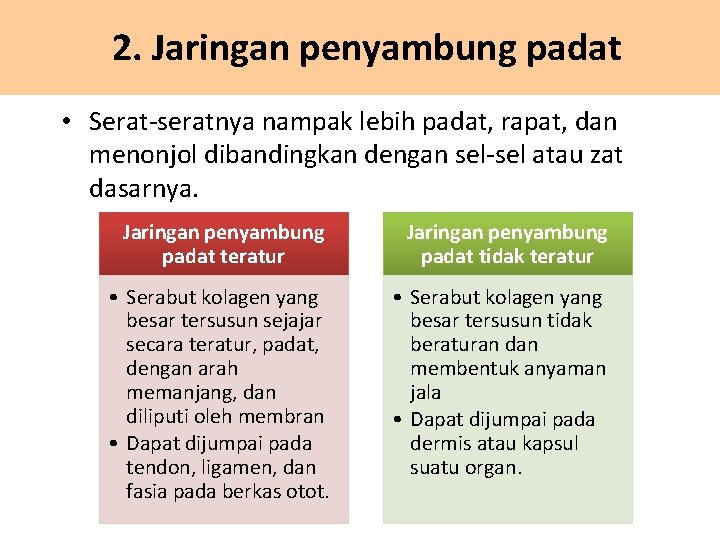 2. Jaringan penyambung padat • Serat-seratnya nampak lebih padat, rapat, dan menonjol dibandingkan dengan