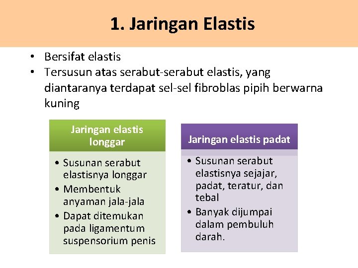 1. Jaringan Elastis • Bersifat elastis • Tersusun atas serabut-serabut elastis, yang diantaranya terdapat