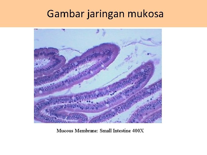 Gambar jaringan mukosa Mucous Membrane: Small Intestine 400 X 