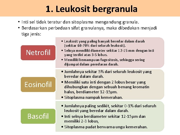 1. Leukosit bergranula • Inti sel tidak teratur dan sitoplasma mengandung granula. • Berdasarkan