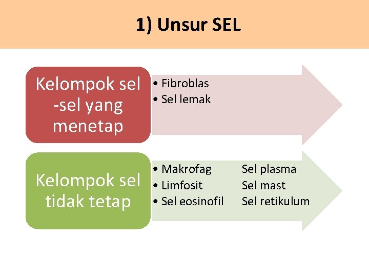 1) Unsur SEL Kelompok sel -sel yang menetap Kelompok sel tidak tetap • Fibroblas