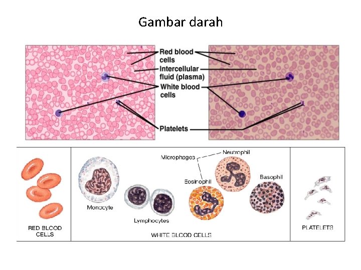 Gambar darah 