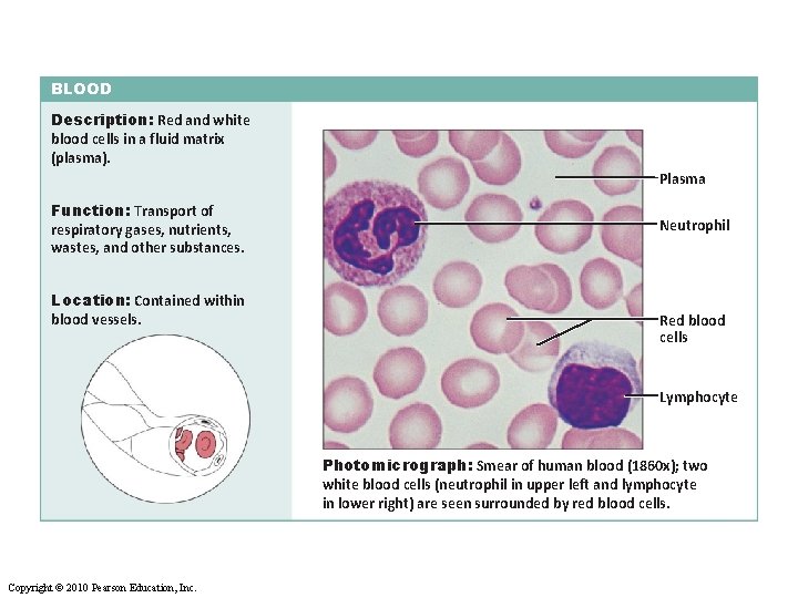 BLOOD Description: Red and white blood cells in a fluid matrix (plasma). Plasma Function: